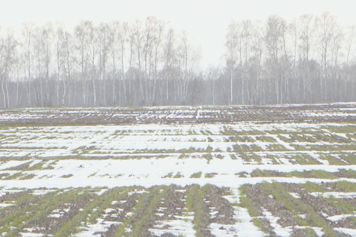 Российские аграрии готовятся к потерям урожая