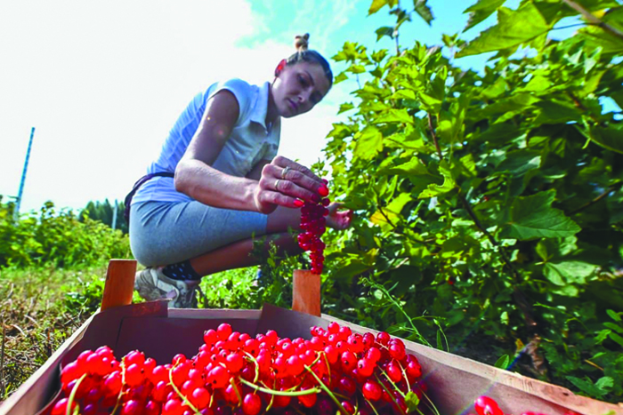 Сельское хозяйство – точка роста экономики Московской области