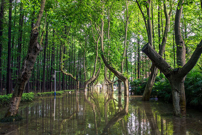 Китай покроют лесами