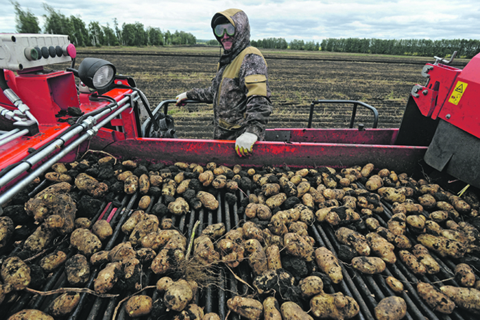 В России заметили признаки картофельного кризиса