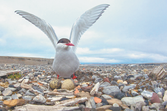 Атлас морских птиц Арктики презентовали в "Аптекарском огороде"