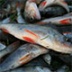 Рыболовную отрасль поставили на грань катастрофы