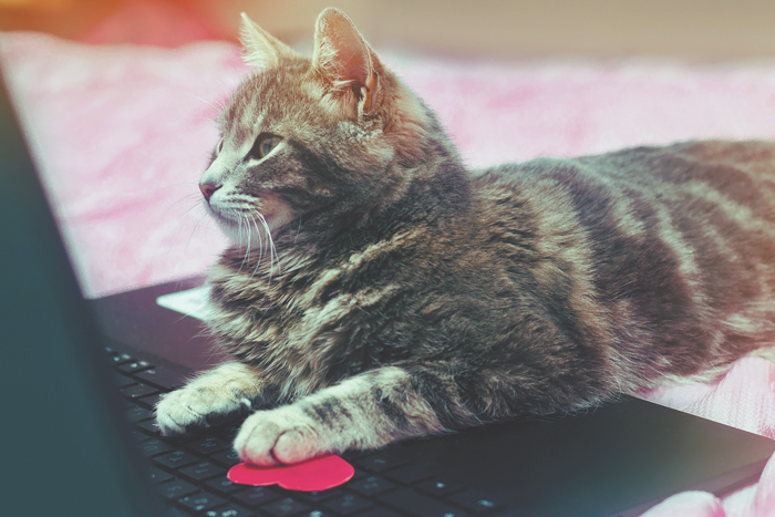 За всех писателей, у которых есть кошки, пишут именно их кошки