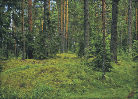 Лесные стимулы и инвестиции