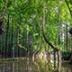 Китай покроют лесами