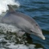Как защитить черноморских дельфинов