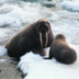 «Роснефть» изучит моржей и белых медведей в Арктике