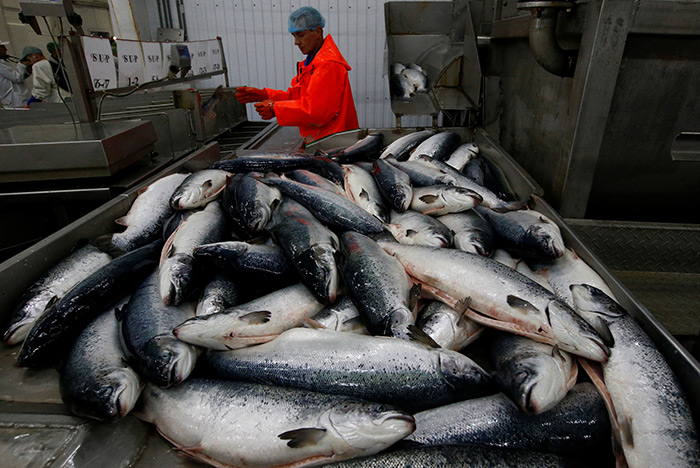 Как рыбной отрасли удержаться на плаву