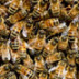 Повесть об инновационном прорыве в деле маркирования пчел, рыб, котиков и собак 