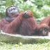 Китайская ГЭС нарушит покой орангутангов в Индонезии