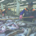 Россия увеличила улов импортной рыбы
