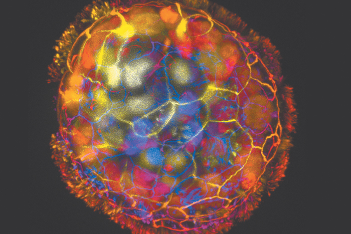 Создан биоробот из клеток взрослого человека