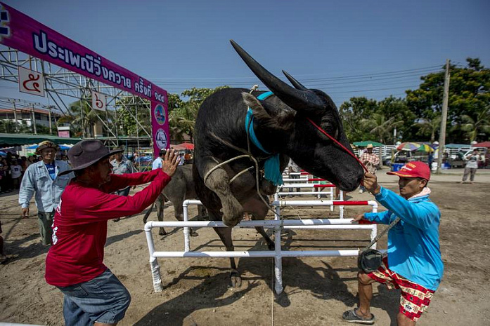 таиланд, буйволы, фестиваль