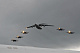 Военно-транспортная авиация отмечает юбилей
