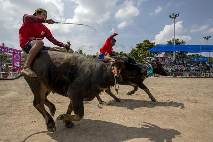 таиланд, буйволы, фестиваль