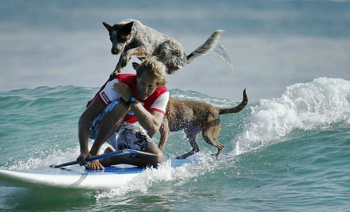 австралия, собаки, серфинг