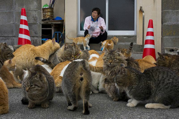 япония, остров, животные, кошки
