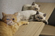 Кошачий отель в Бурсе переполнен постояльцами