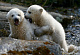 Двойняшкам белого медведя дали имена 