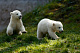 Двойняшкам белого медведя дали имена 