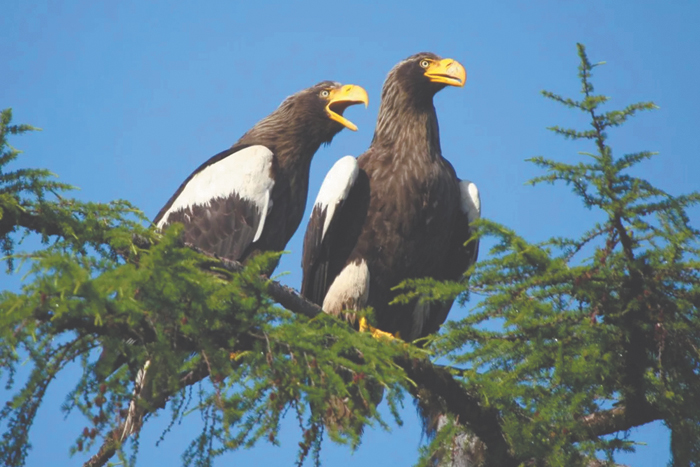 Под сильным крылом