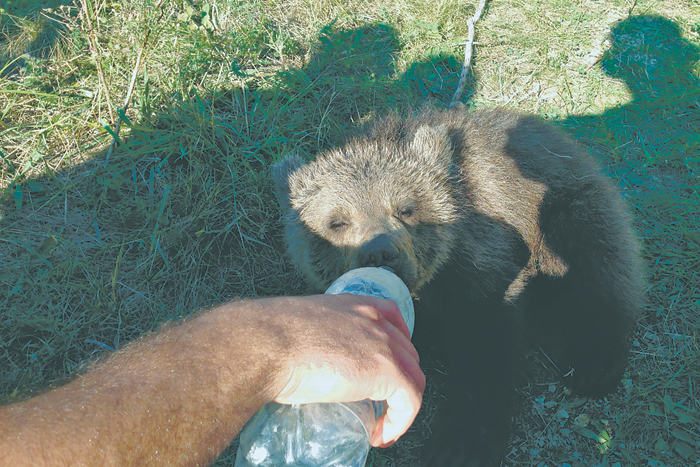 Ничего себе добрый