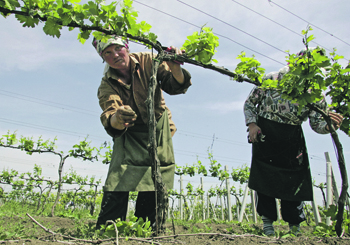 молдавия, сельхозбизнес, законопроект, субсидирование