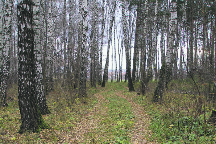 Гамлет сизокрылый