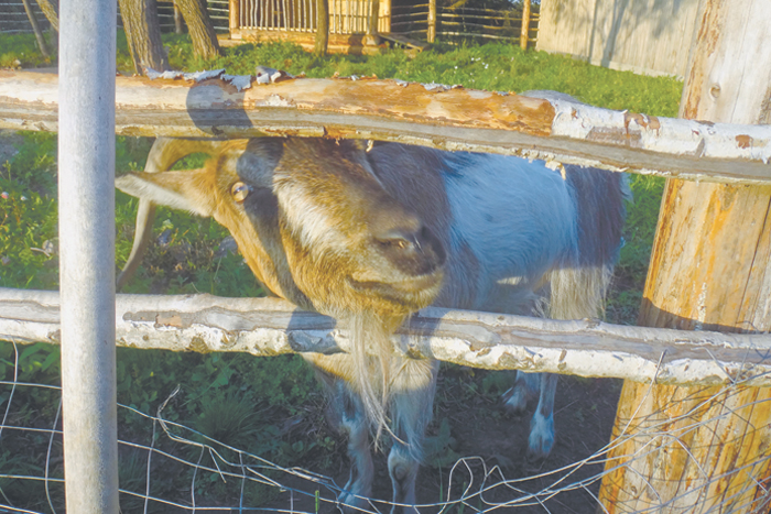 Саймон Мур женился на свинье