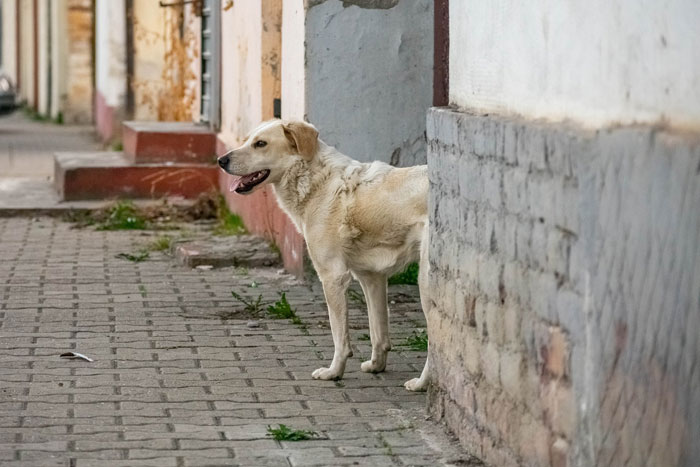 Отлов патриотов