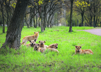 коронавирус, пандемия, covid 19, самоизоляция, карантин, туризм, альпинизм, крым