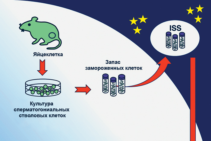 В невесомости прежде всего подвергаются мутациям половые клетки
