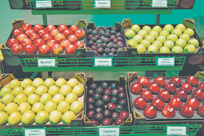 Молдавское яблоко докатилось до Индии