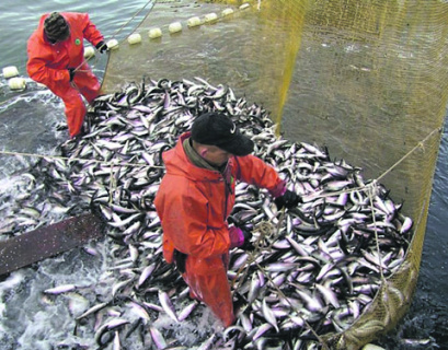 рыбная отрасль, стратегия, экспорт