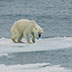 Глобальное потепление опасно для Арктики