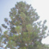Признак одичания