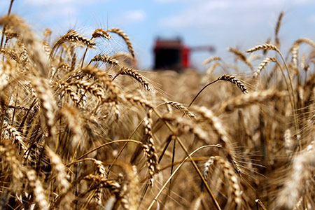 украина, ес, европа, украинское зерно, сельское хозяйство, кризис, транзит зерна