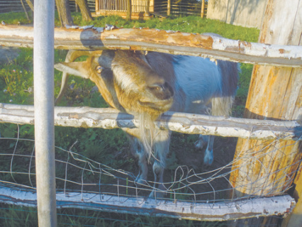 поэзия, мифология, карнавал, бахтин