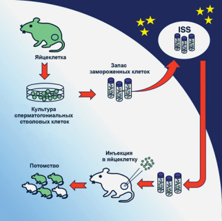 биология, анатомия, невесомость