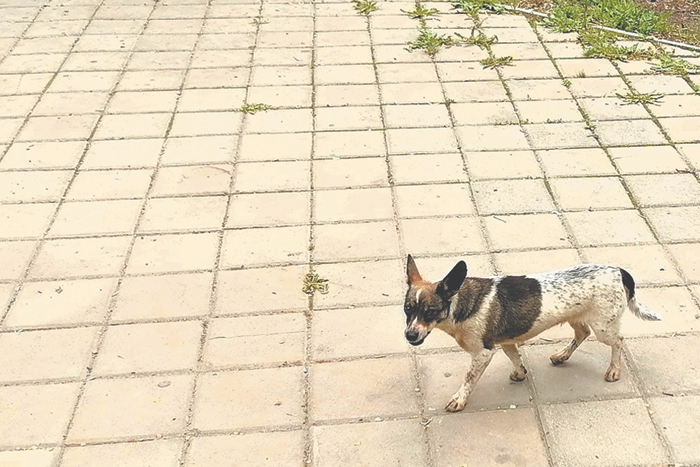 Собаку звали Билингва