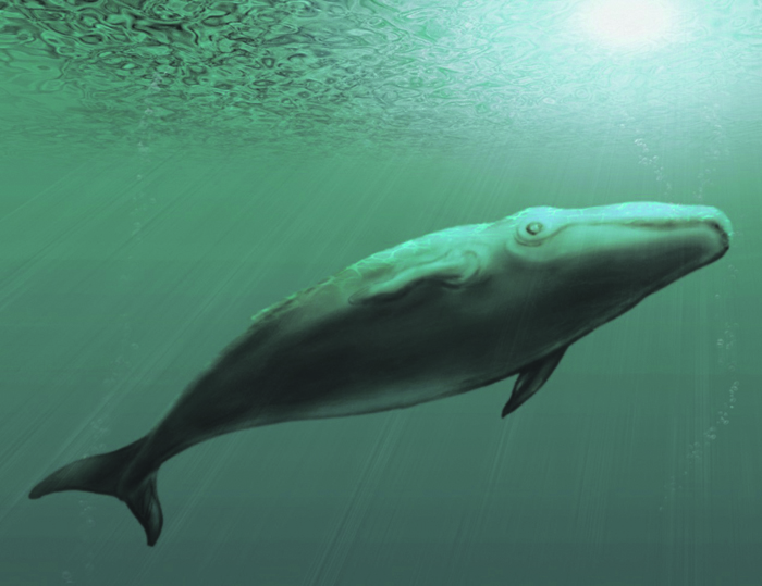 Ученые в Крыму обнаружили новые фрагменты скелетов древних китов