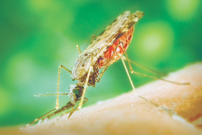 Малярийный укус комара рода Анофелес