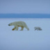 "Роснефть" продолжает изучение белых медведей