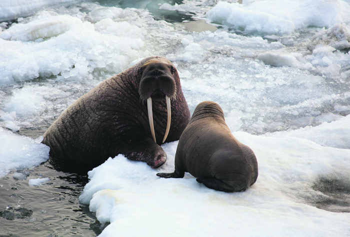 «Роснефть» изучит моржей и белых медведей в Арктике