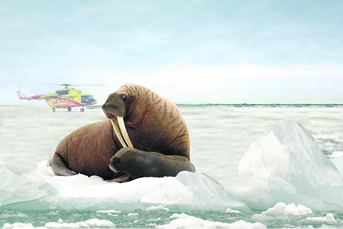 Как сохранить биоразнообразие Арктики