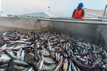 экономика, биоресурсы, стимулирование внутреннего потребления рыбы, льготы для перевозчиков