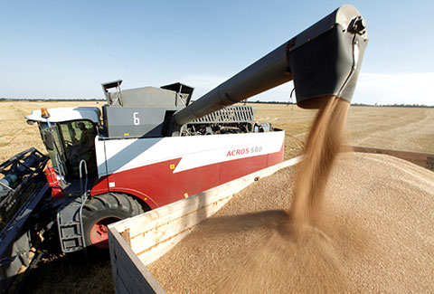 Россия по итогам 2025 года сохранила первое место по экспорту пшеницы