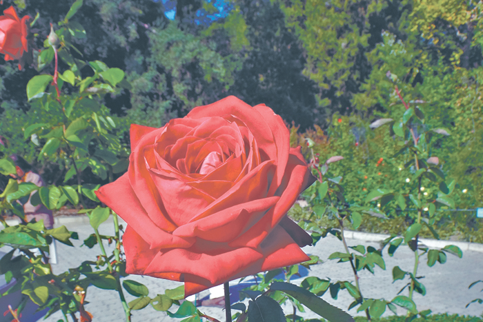 Все служит лире