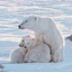 Исследуя белого медведя