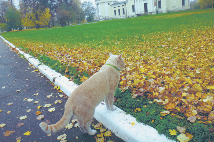 Листья в холодильнике. Зарисовки о живой, неживой и полуживой природе